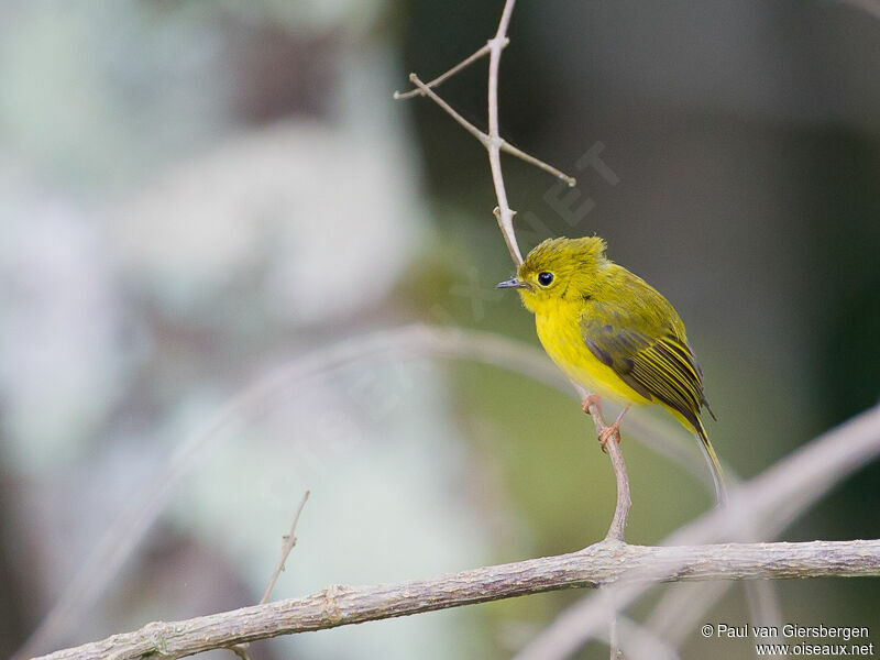 Citrine Canary-flycatcher