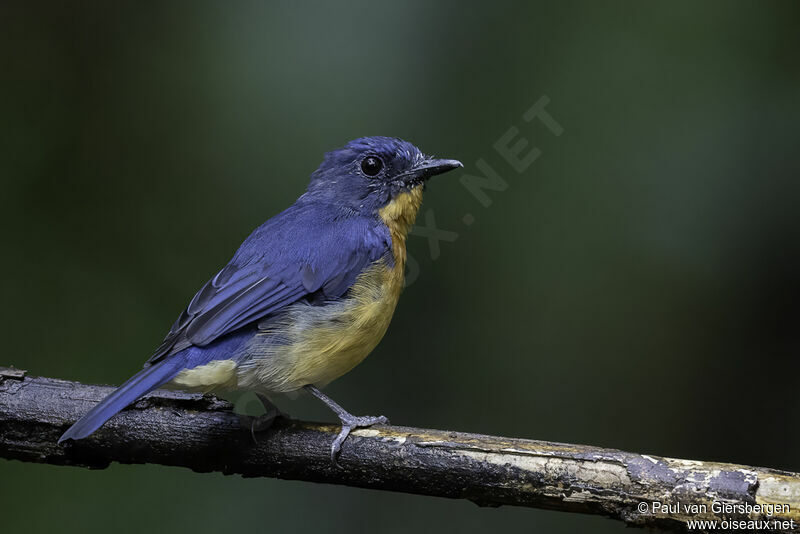 Dayak Blue Flycatcher male adult