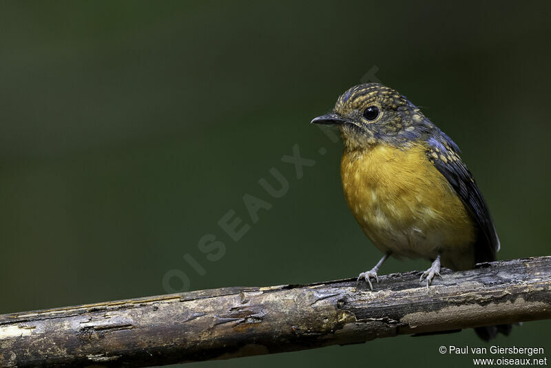 Dayak Blue Flycatcher male juvenile