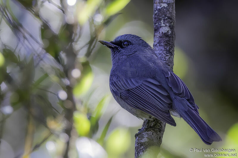 Dull-blue Flycatcheradult