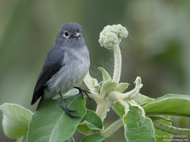 White-eyed Slaty Flycatcheradult