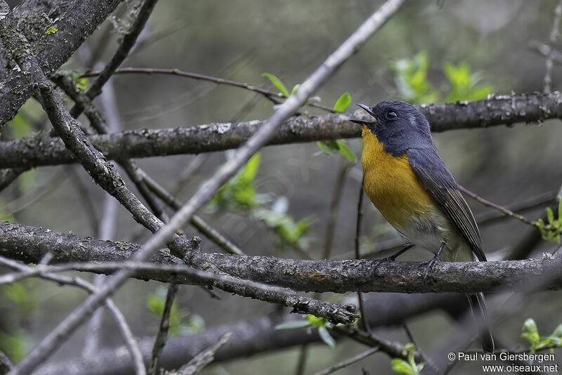 Slaty-backed Flycatcher male adult