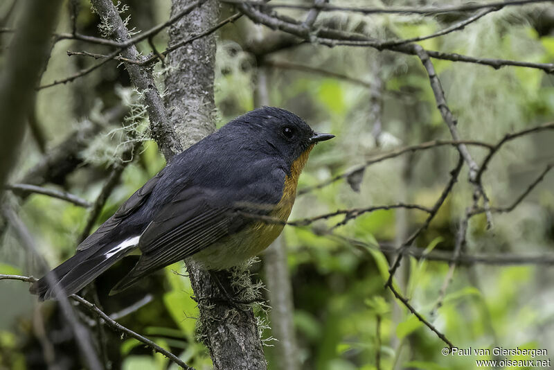 Slaty-backed Flycatcher male adult