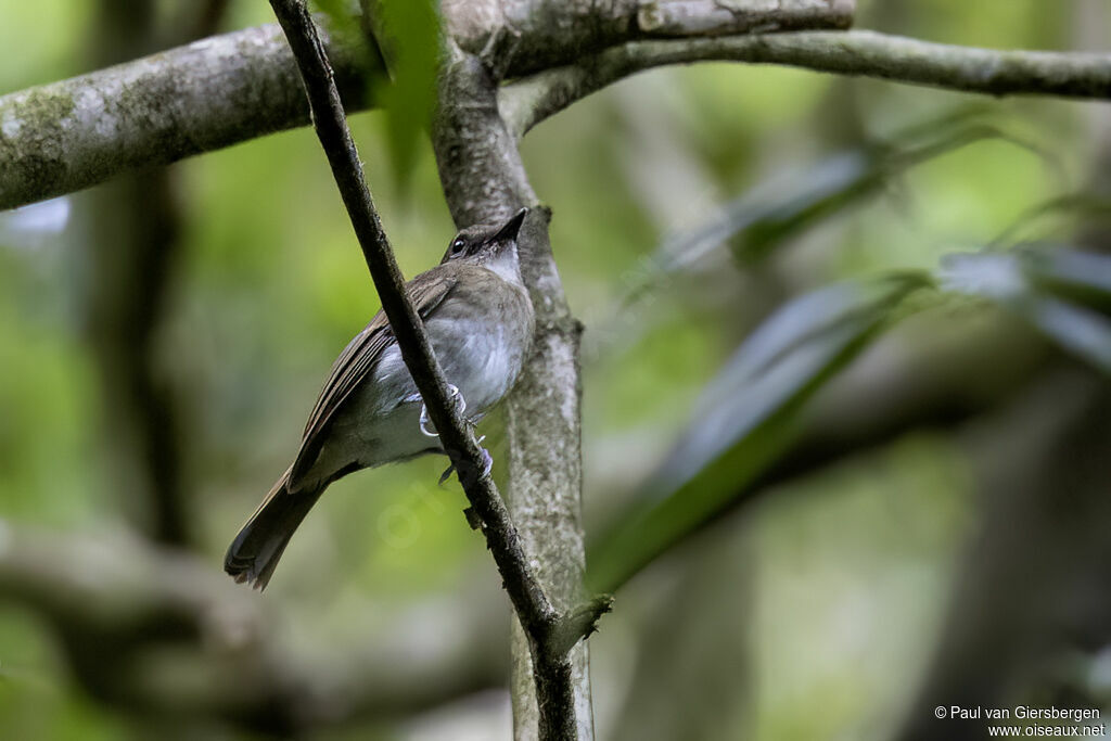 White-throated Jungle Flycatcheradult