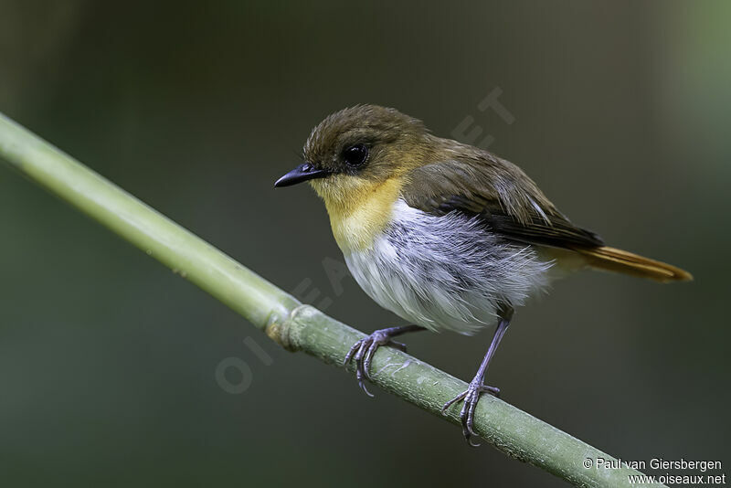 Palawan Flycatcher