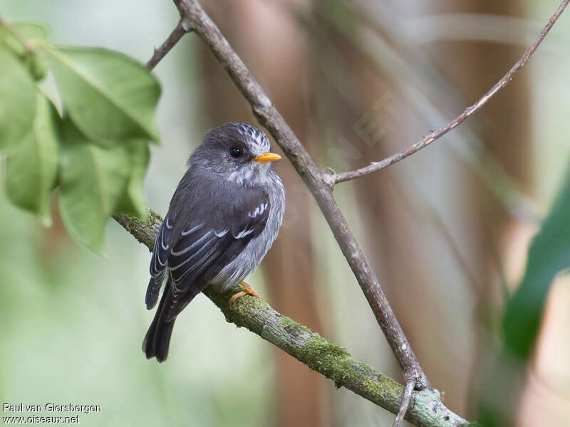 Humblot's Flycatcheradult, identification