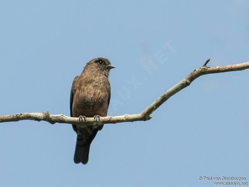 Sooty Flycatcheradult