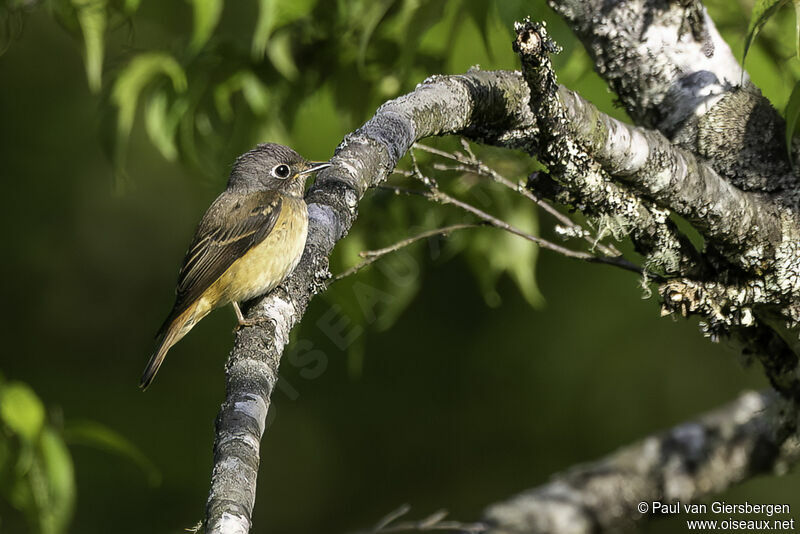 Gobemouche ferrugineux