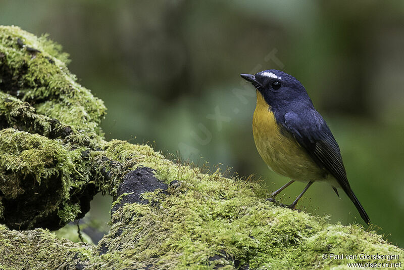 Snowy-browed Flycatcher male adult