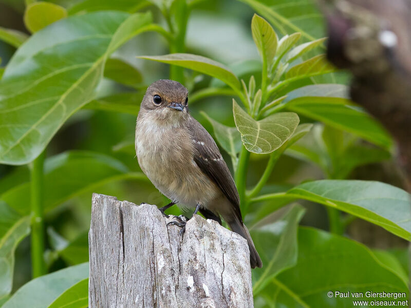 Spotted Flycatcher