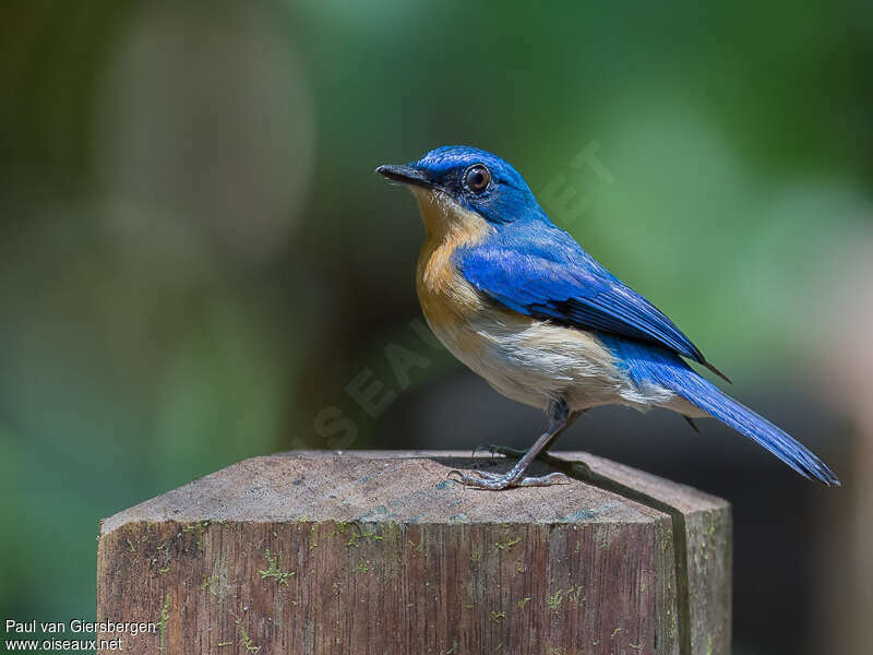 Malaysian Blue Flycatcher female adult, identification