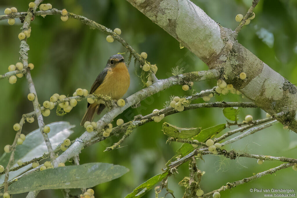 Gobemouche montagnard femelle adulte