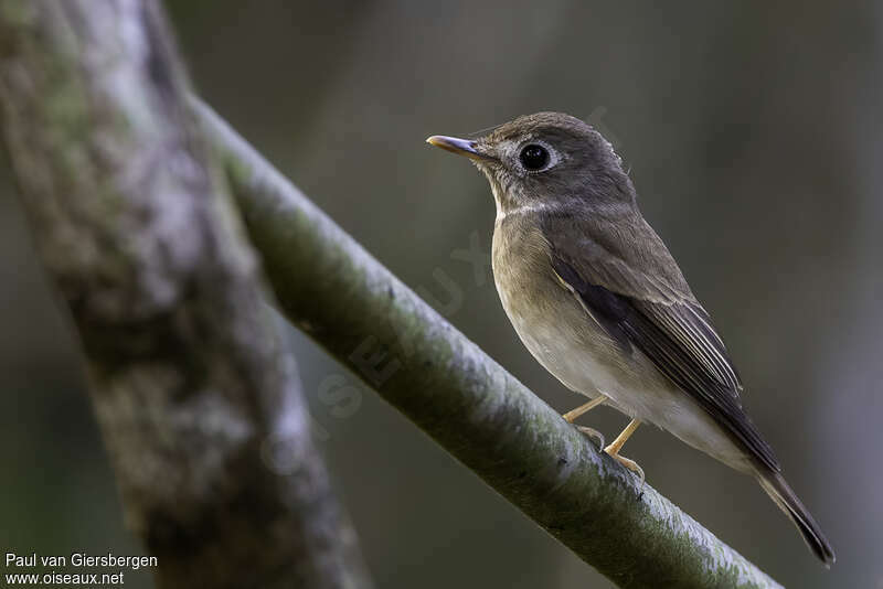 Brown-breasted Flycatcheradult, identification