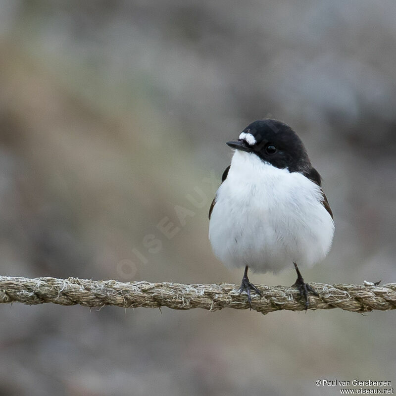 European Pied Flycatcher male adult