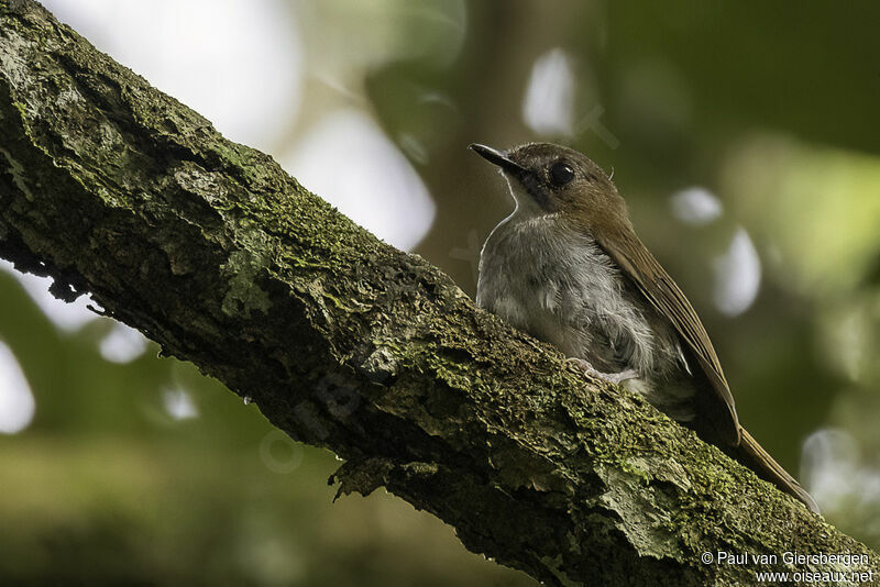 Grey-chested Jungle Flycatcheradult