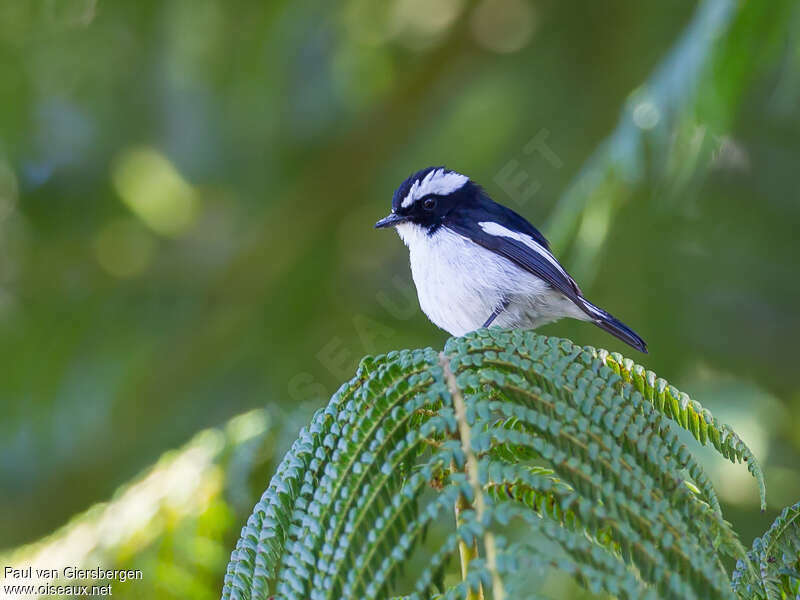 Little Pied Flycatcher male adult