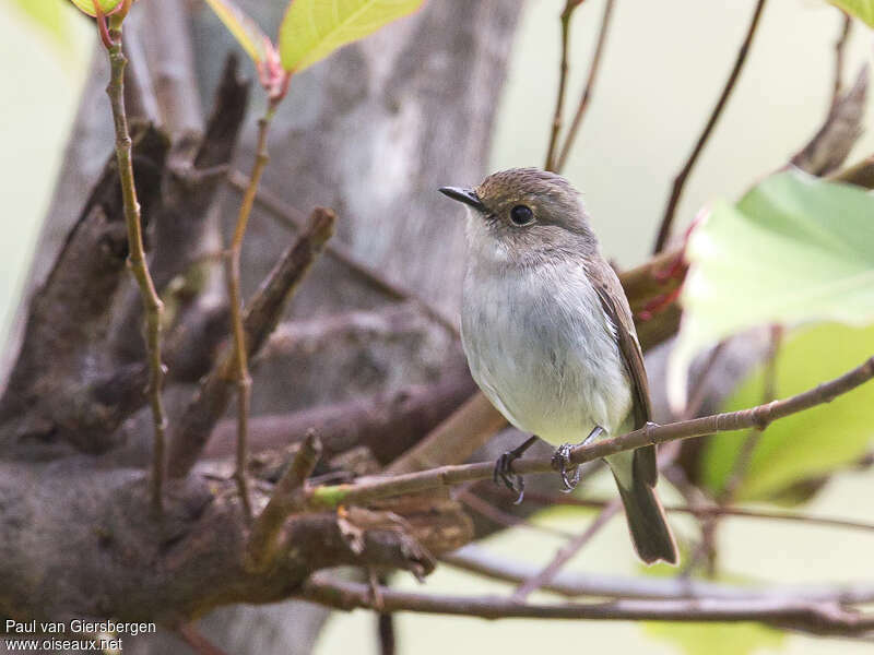 Little Pied Flycatcher female adult