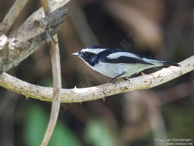 Little Pied Flycatcher