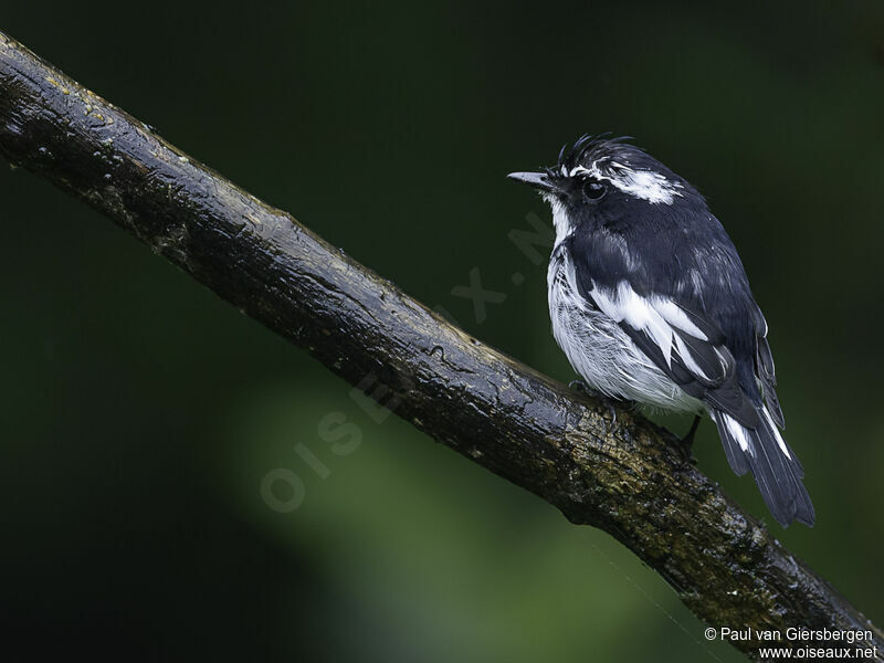 Little Pied Flycatcher male adult