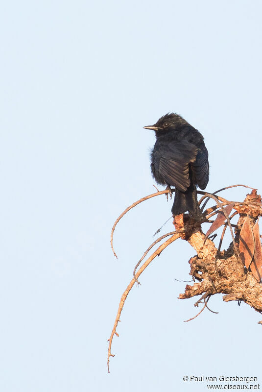 Southern Black Flycatcher