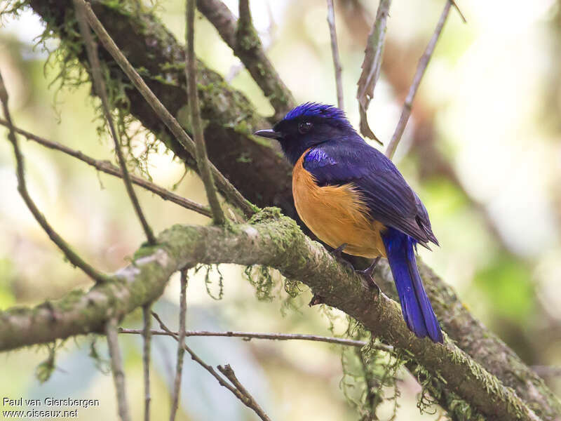 Rufous-bellied Niltava male adult, identification