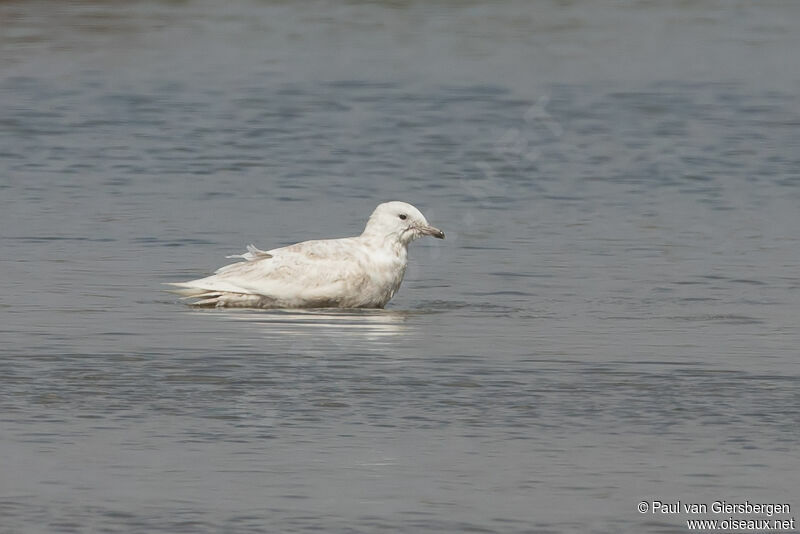 Goéland à ailes blanchesadulte