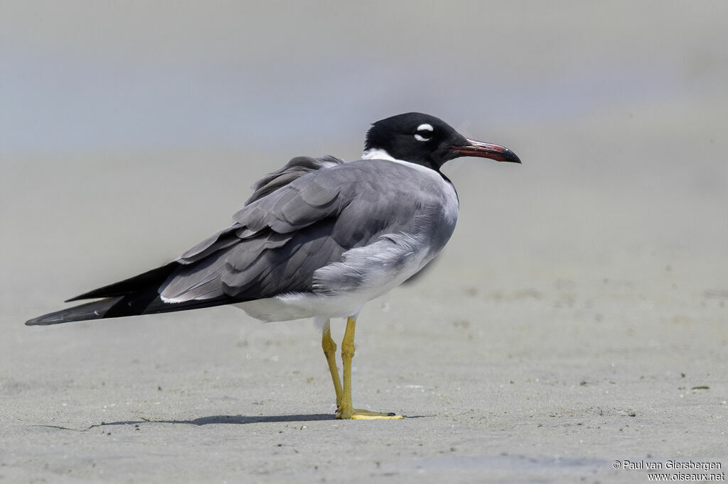 Goéland à iris blancadulte