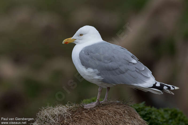 Goéland argentéadulte nuptial, identification