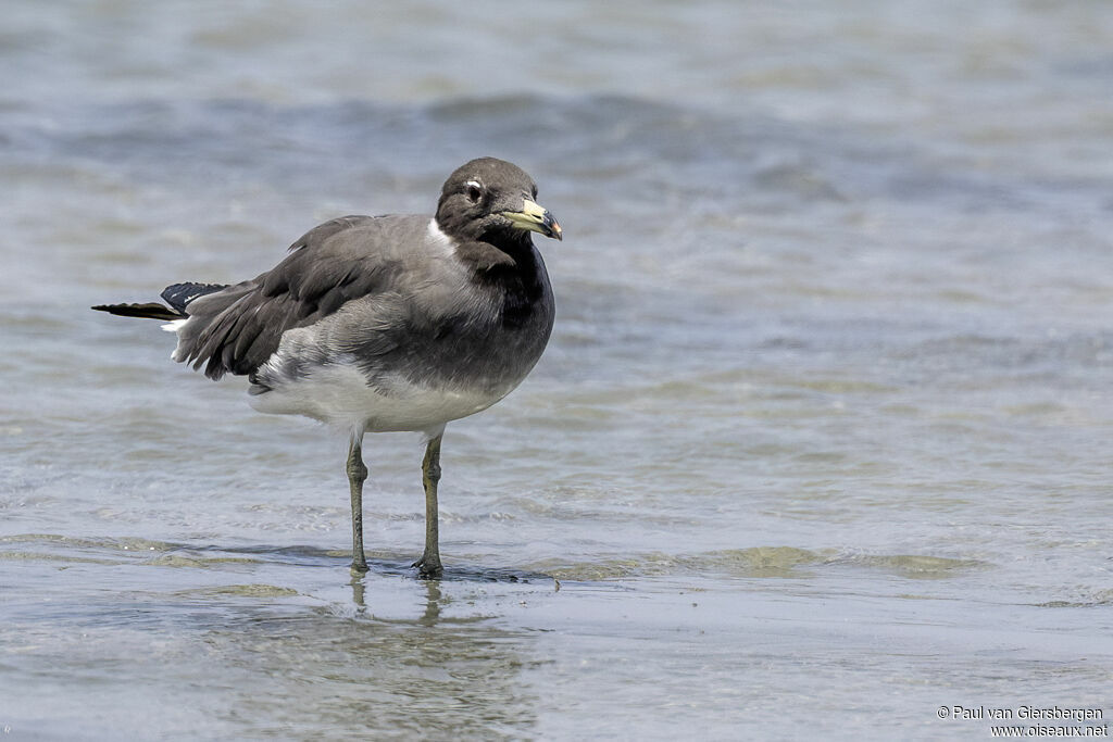 Goéland de Hemprichadulte