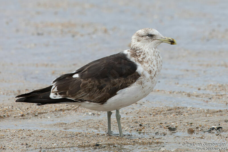 Goéland dominicainimmature