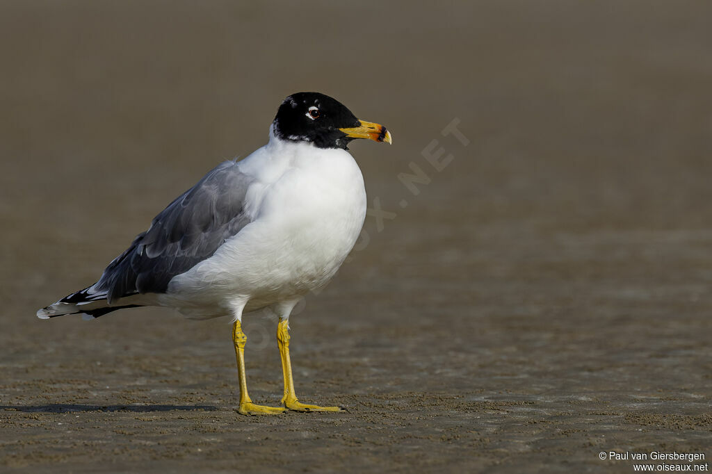 Goéland ichthyaèteadulte
