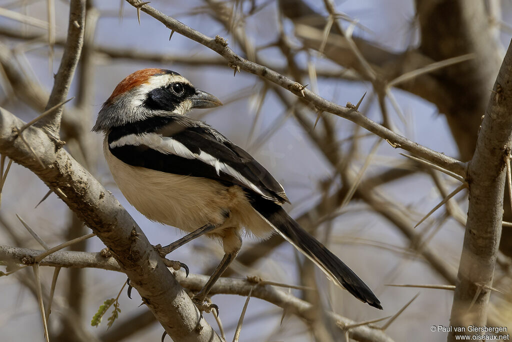 Gonolek à nuque rougeadulte