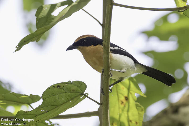 Gonolek de Lühderadulte, identification