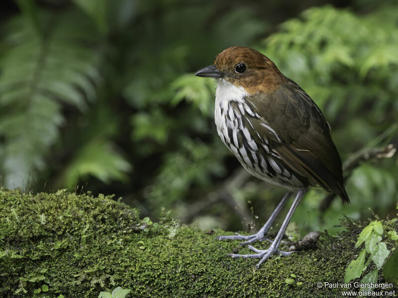 Chestnut-crowned Antpittaadult