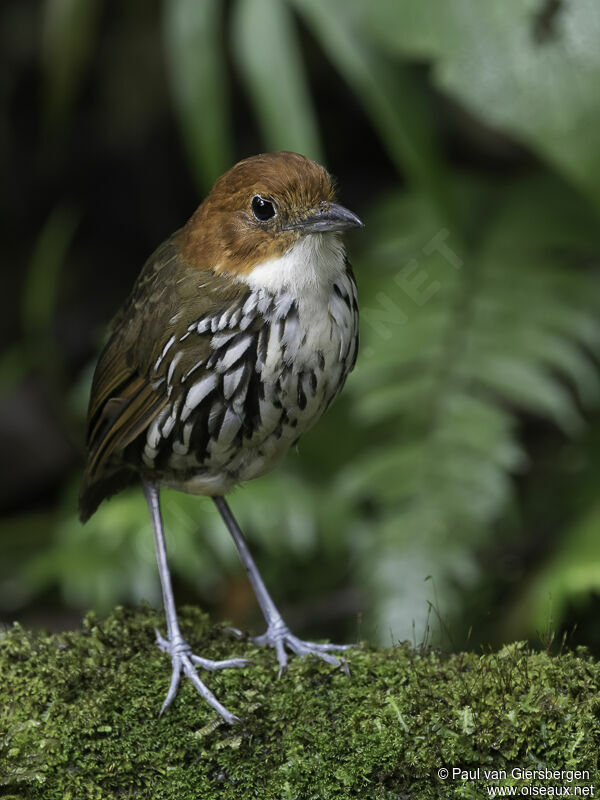 Chestnut-crowned Antpittaadult