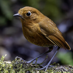 Grallaire d'Ocobamba