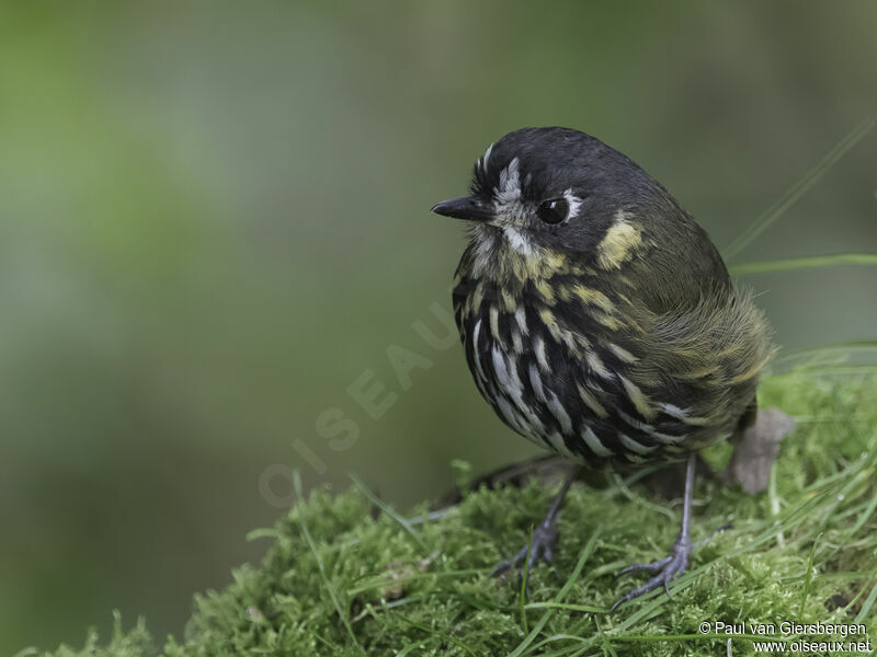 Crescent-faced Antpittaadult