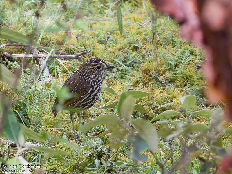 Grallaire des Andesadulte, identification