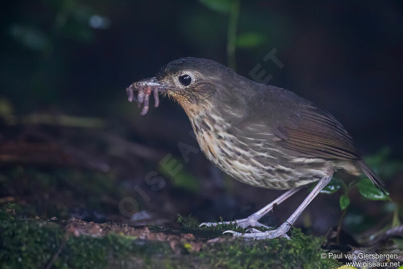 Santa Marta Antpittaadult