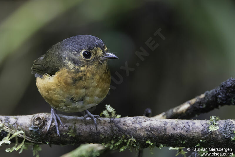 Slaty-crowned Antpittaadult