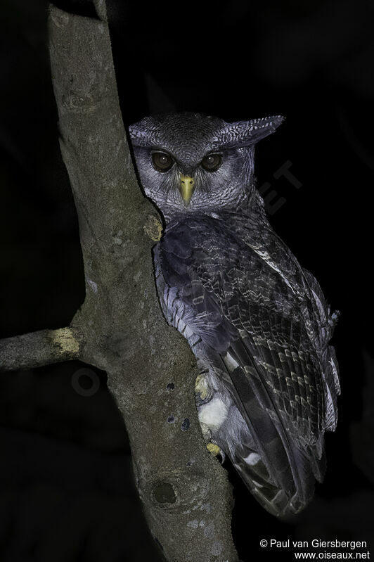 Barred Eagle-Owladult