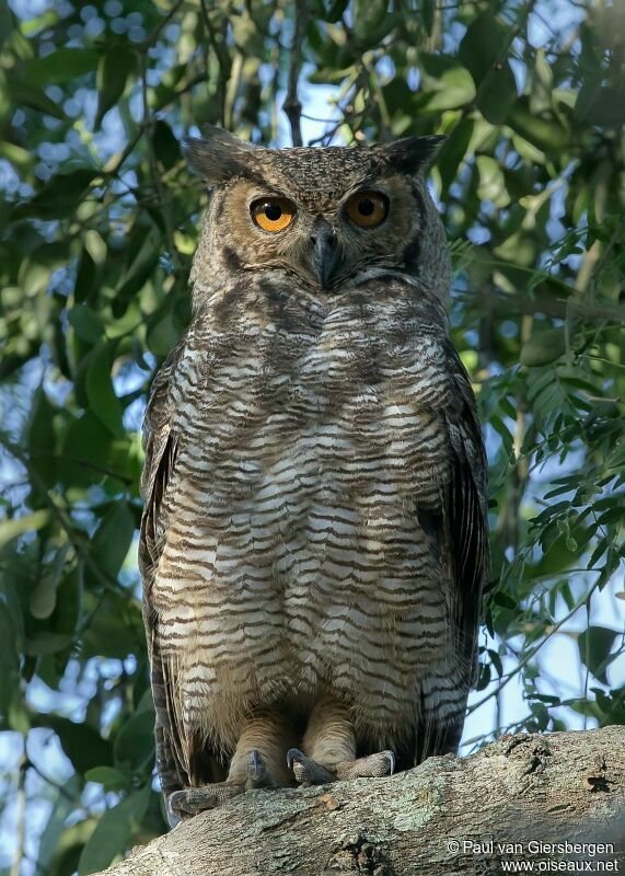 Great Horned Owl