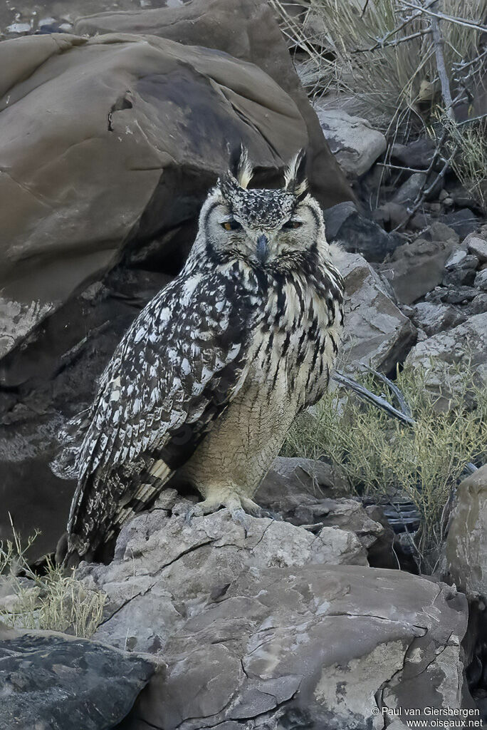 Grand-duc indienadulte