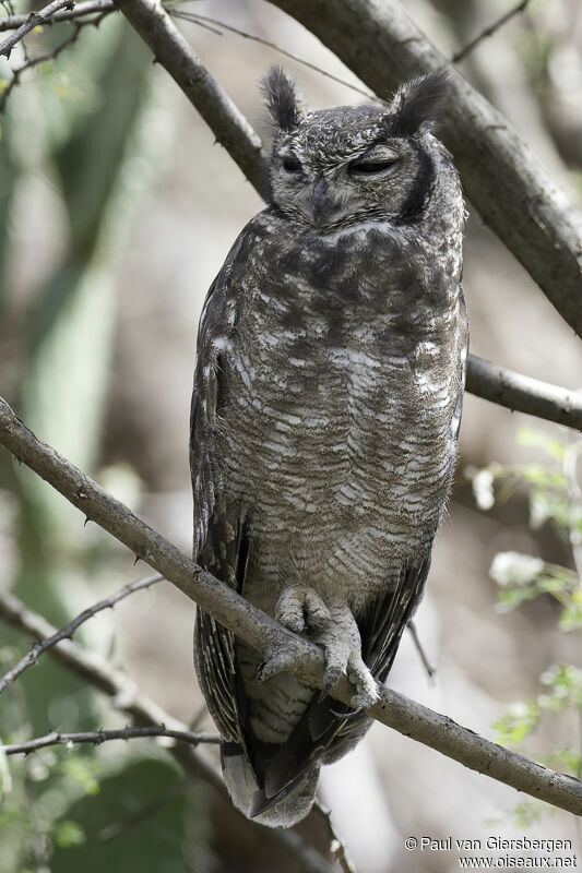 Greyish Eagle-Owladult