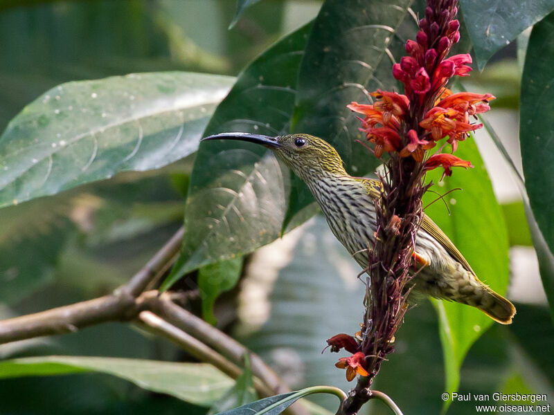 Streaked Spiderhunter