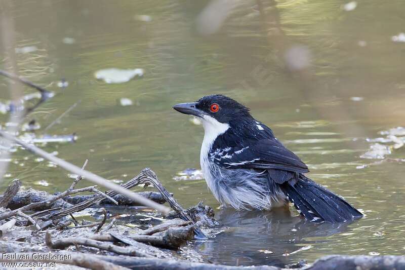 Great Antshrike male adult, care