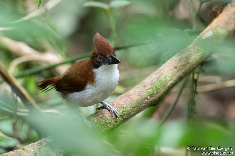 Great Antshrike female adult