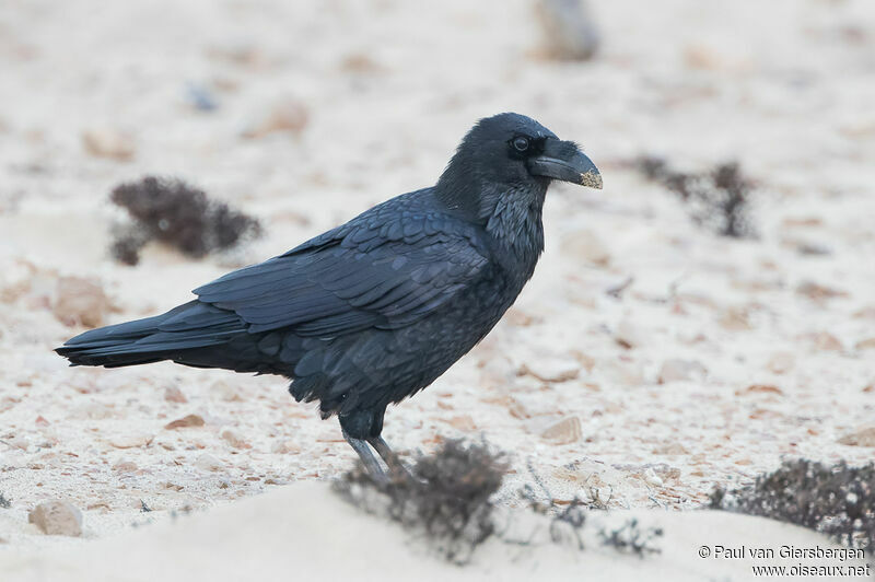 Northern Ravenadult