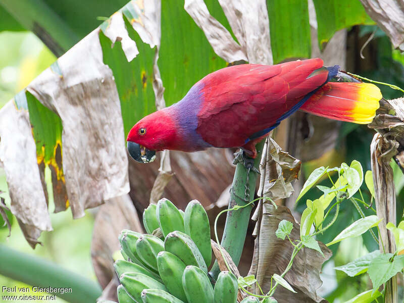 Moluccan Eclectus female adult, habitat, pigmentation, feeding habits, eats