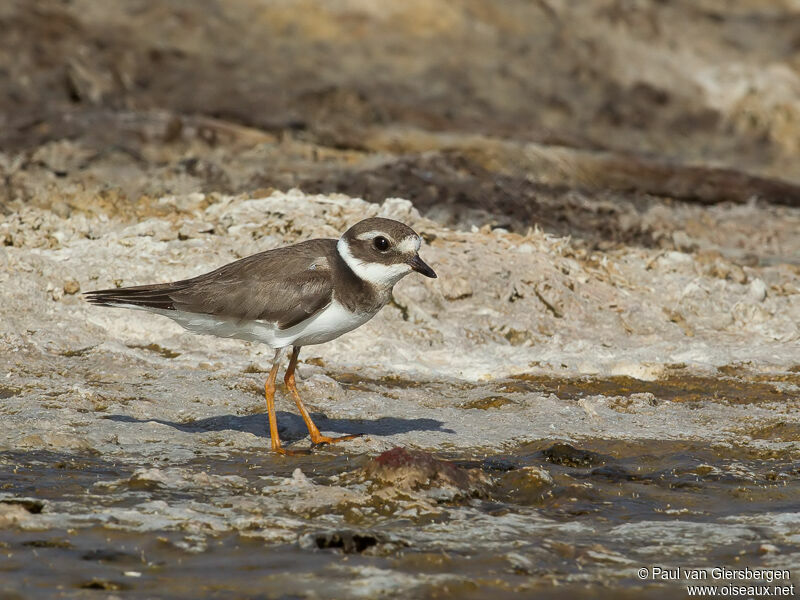 Common Ringed Plover